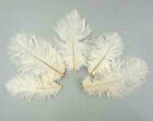 Ostrich Body Feathers - White - Mini Plumes - 15 Pcs - (4-5