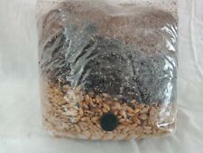 All in One Mushroom Grow Bag Sterilized 3.5 lb GROWING BIO-BAG KIT FAST SHIP [A]
