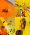 10 pieces authentic Burmite Myanmar Amber insect fossil dinosaur age 4.25-8