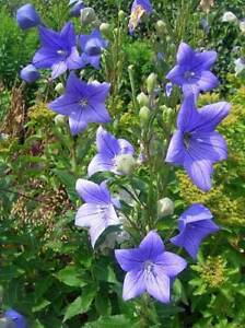 Platycodon grandiflorus | Blue Balloon Flower | Chinese Bellflower | 10 Seeds