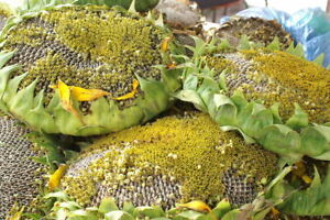 50 Giant Titan Sunflower Seeds Huge 24 inch Heads Big Fat Seeds