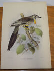 1910 BIRDS OF AUSTRALIA Print/YELLOW-WATTLE-BIRD, or, CREADION PARADOXUS