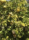 🍋Organic Meyer Lemon Seeds From An ABUNDANT Tree In Southern California NON-GMO