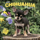 Browntrout Chihuahua Puppies 2024 12 x 12 Wall Calendar w