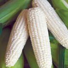 Sweet sticky Corn/ Bap Nep Seeds/ Asian Corn Seeds/ Easy Plant Seeds