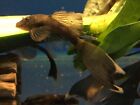 LONGFIN GREEN DRAGON Bristlenose Plecostomus 1-1/2 inch (Total Length) LIMITED!