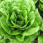 Buttercrunch Lettuce Seeds | 500 Seeds | Heirloom - Non-GMO | Free Ship | 1102