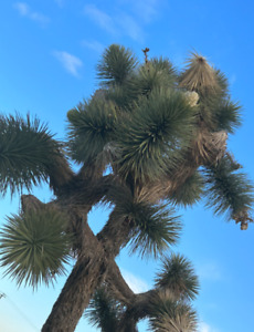 Joshua Tree Seeds (Yucca Brevifolia)  20 SEEDS