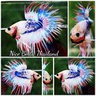 Betta Fish - CT Fancy Magical Pink Blue Marble - By Nice Betta Thailand