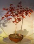 Japanese Red Maple Bonsai Tree 20