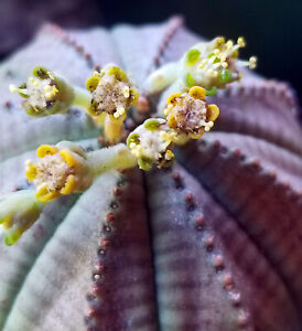 Male Euphorbia Obesa