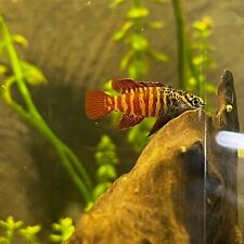Black Tiger Badis (pre-adult) live fish tank bred (Dario)