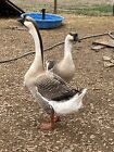 3+extra Super African Goose Geese Hatching eggs Premium Quality