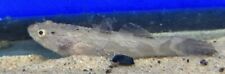Marble Goby 2.5” -Live Tropical Freshwater Aquarium Fish