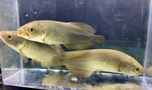 African Arowana / Heterotis niloticus - Live Freshwater Fish