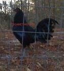 New Listing6  + Black Gamefowl chicken hatching eggs