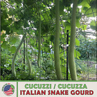 10 Cucuzzi Italian Snake Gourd Seeds, Cucuzza, Heirloom, Non-GMO, Genuine USA