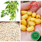 Neem Tree Organic Seeds Fresh Herbal Natural 100% Neemtree Azadirachta Indica