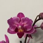 Phalaenopsis 2-eye Peloric “MS Shinny Pink Girl” 1 Spike