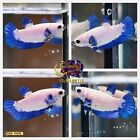 Live Betta Fish HMPK Female Marble Blue Good for Sorority/Breed USA Seller