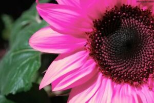 20 Pink Sunflower Seeds Plants Garden Plants bonsai rare flower colorful organic