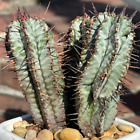 RARE Euphorbia Horrida Trio Live Cactus EXACT PLANT 4