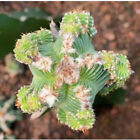 Aztekium valdezii cactus Succulent Plant home Garden beautiful Live Plant 4-6cm