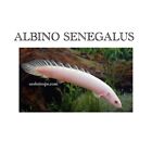 Albino Senegalus Juveniles