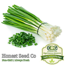 Evergreen White Bunching Onion Seeds | Non-GMO | Heirloom | Fresh Garden Seeds