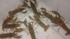 2ct~ Live Crayfish~ Males & Females~ Size (3
