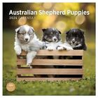 2024 Australian Shepherd Puppies Monthly Wall Calendar by Bright Day 12 x 12 ...
