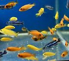 Mbuna Cichlids Pack Of  ( 8 )  1 - 1.5” Inch Mixed Free Shipping