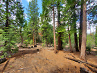 California Land For Sale - TWO Nice Level Adjoining Lots With Tall Trees! -Modoc