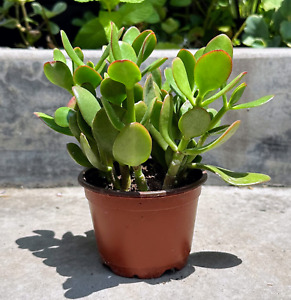 Crassula Ovata Green Jade Plant ‘Money Tree’ Live Plant in 4” inch Pot w/ Soil