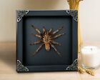 Oddities Decor Real Spider Tarantula in Black Shadow Box Insect Frame Taxidermy