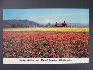 Orting Washington WA Mount Rainier Tulip Fields Color Chrome Postcard 1950-60s