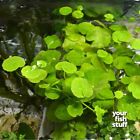 Brazilian Pennywort - Hydrocotyle leucocephala Live Aquarium Plants