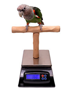 Parrot Scale - Parrot Wizard NU Perch Parrot Training Scale for Weighing Birds