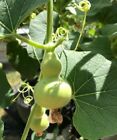 12 Seeds Small Chinese 'Good Luck' Gourd Bottle Calabash