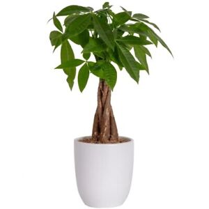 Costa Farms Money Tree, Easy Care Indoor Plant, Live Houseplant in Ceramic