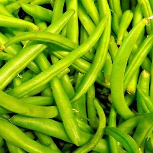 Contender Bush Bean Seeds  | NON-GMO | Heirloom | Fresh Garden Seeds