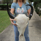 New ListingAsian Water Buffalo Skull with 16-18 inch horns from India taxidermy #48663