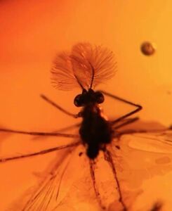 Burmese insects fossil burmite Cretaceous mosquito insect amber fossil Myanmar