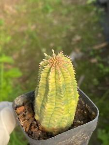 New ListingEuphorbia obesa variegated cactus Succulent Home Garden Bonsai plants3-5CM