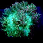 Lavendar Tip Elegance Coral WYSIWYG IC 3380 - Indigo Corals