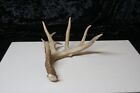 New ListingWHITETAIL ANTLER - SINGLE 793 - CABIN DECOR, TAXIDERMY, PROJECTS, MAN CAVE