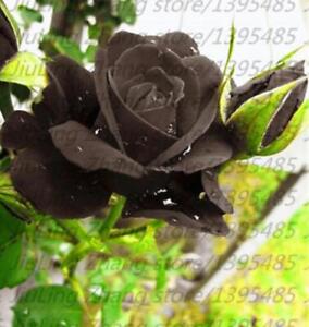 20 EXOTIC RARE BLACK ROSE SEEDS home garden flower plant bush diy sun Rosas tea