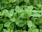 Sweet Marjoram Essential Oil 100% Pure & Natural.Undiluted.5-10% off. Free ship!