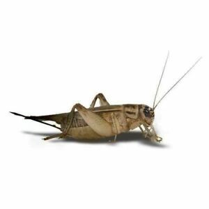 Live Crickets (Acheta) 100 -1000 count free shipping guaranteed live delivery