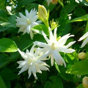 BELLE OF INDIA JASMINE~~Jasminum Sambac Double~Starter Plant~ Intensely Fragrant